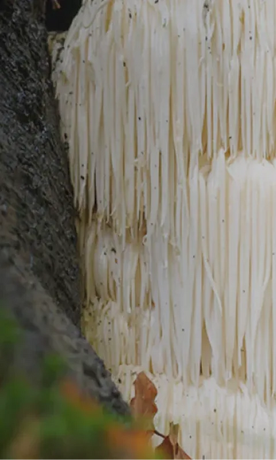 Lion's
Mane