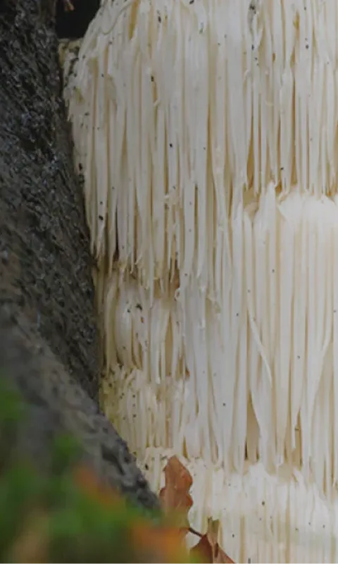 Lion's Mane