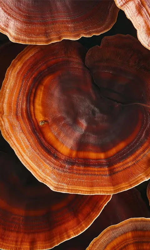 Reishi