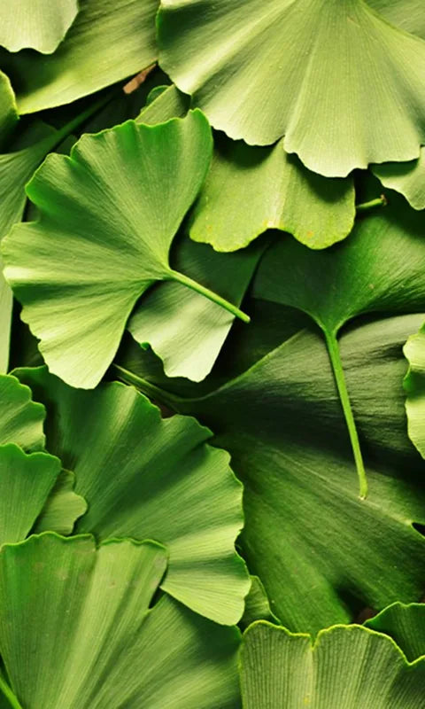 Gingko Bilboa