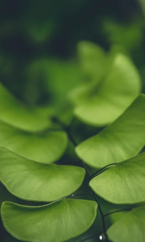 Gotu Kola