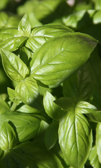 Tulsi
Plant
